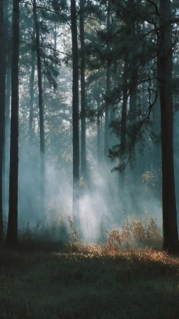 wilderness journey wallpaper, forest path, wooded area, background for mobile wallpaper (vertical)