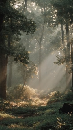 forest path wallpaper, exploration, nature escape, background for mobile wallpaper (vertical)