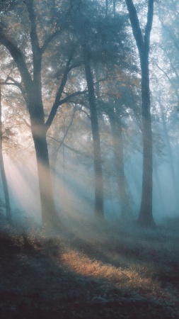 forest path wallpaper, woodsy, nature walk, background for mobile wallpaper (vertical)
