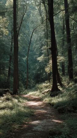 pathway wallpaper, dense foliage, natural scenery, background for mobile wallpaper (vertical)