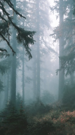 hiking trail wallpaper, dense foliage, wilderness journey, background for mobile wallpaper (vertical)