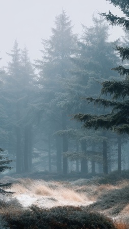 muted colors wallpaper, haze, tranquil grove, background for mobile wallpaper (vertical)