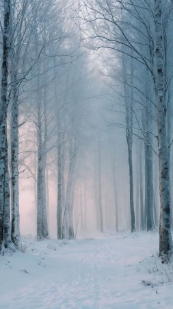 muted colors wallpaper, haze, foggy forest, background for mobile wallpaper (vertical)