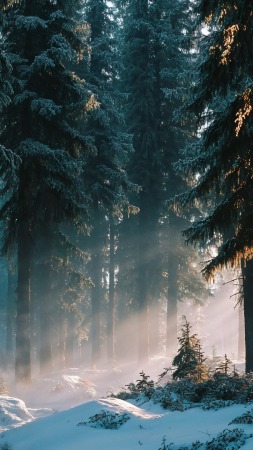 foggy woods wallpaper, mist, soft light, background for mobile wallpaper (vertical)