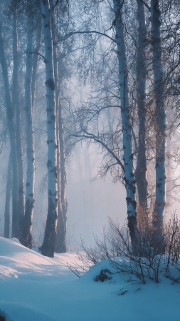 winter forest wallpaper, enchanting, ethereal landscape, background for mobile wallpaper (vertical)