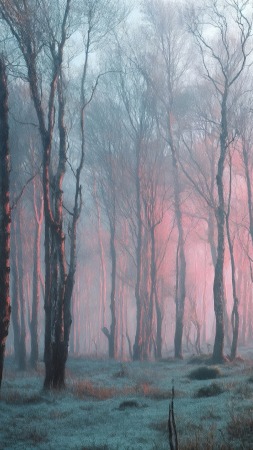 enchanting wallpaper, foggy trees, mystical woods, background for mobile wallpaper (vertical)