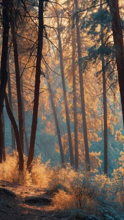 warm hues wallpaper, tranquil scene, nature reflections, background for mobile wallpaper (vertical)