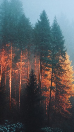 autumn forest wallpaper, woodland trails, warm hues, background for mobile wallpaper (vertical)