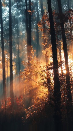 sunlight through trees wallpaper, woodland scene, ethereal lighting, background for mobile wallpaper (vertical)