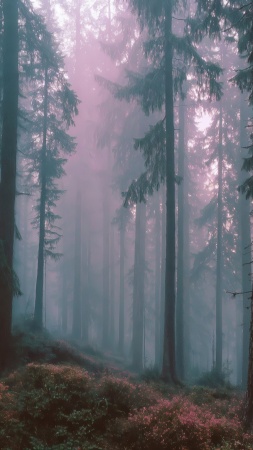 serene environment wallpaper, dreamcore, pastel aesthetic, background for mobile wallpaper (vertical)