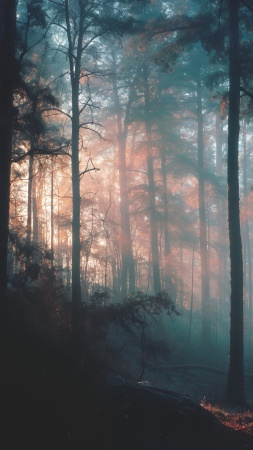 atmospheric landscape wallpaper, ethereal light, mystical woods, background for mobile wallpaper (vertical)