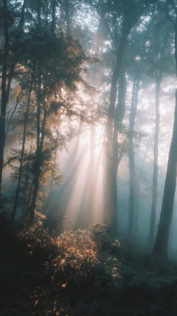 sun rays wallpaper, nature wonderland, tranquil grove, background for mobile wallpaper (vertical)