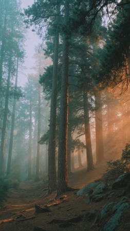 sunlight beams wallpaper, fairy tale, nature fantasy, background for mobile wallpaper (vertical)