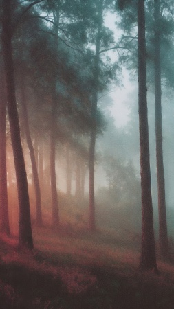 tranquil scene wallpaper, fairy tale, fantasy forest, background for mobile wallpaper (vertical)