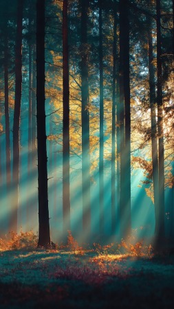 whimsical woods wallpaper, surreal imagery, dreamy colors, background for mobile wallpaper (vertical)
