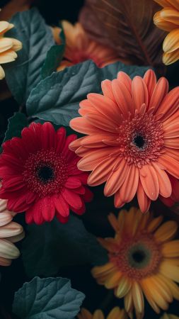 Gerbera wallpaper, flower bouquet, floral arrangement, background for mobile wallpaper (vertical)