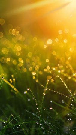 Grass wallpaper, green, 4k, background for mobile wallpaper (vertical)