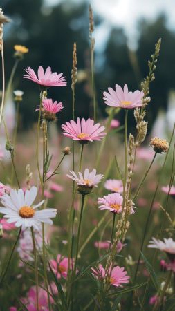 wildflowers wallpaper, field, HD, background for mobile wallpaper (vertical)