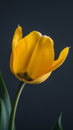 tulips wallpaper, HD wallpaper, blooming, background for mobile wallpaper (vertical)