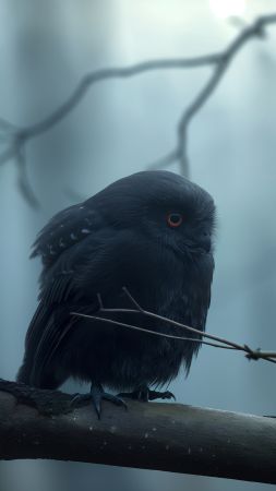 owl wallpaper, eyes, nocturnal, background for mobile wallpaper (vertical)