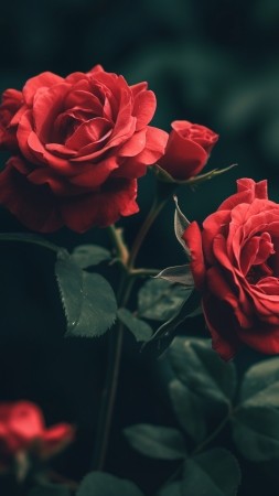 Roses wallpaper, flower bouquet, vibrant, background for mobile wallpaper (vertical)