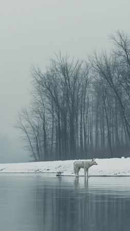 wolf wallpaper, gray, snow, background for mobile wallpaper (vertical)