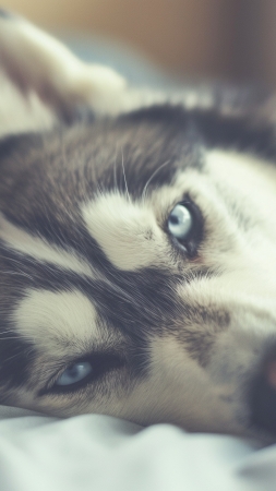 Husky wallpaper, cute pets, humorous canines, background for mobile wallpaper (vertical)