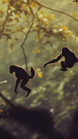 chimpanzee wallpaper, funny monkeys, charming animals, background for mobile wallpaper (vertical)