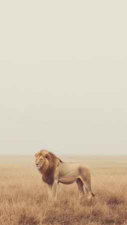 lion wallpaper, savanna, adorable, background for mobile wallpaper (vertical)