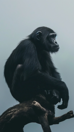 chimpanzee wallpaper, cute monkeys, humorous wildlife, background for mobile wallpaper (vertical)