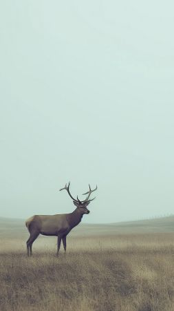 deer wallpaper, nature, tranquil, background for mobile wallpaper (vertical)