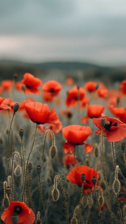 poppy wallpaper, vibrant blossoms, colorful blooms, background for mobile wallpaper (vertical)