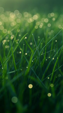 Green grass wallpaper, dew, high definition, background for mobile wallpaper (vertical)