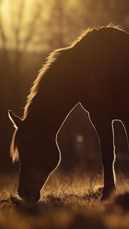horse wallpaper, sunset, twilight, background for mobile wallpaper (vertical)