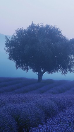 Lavender field wallpaper, France, sky, background for mobile wallpaper (vertical)