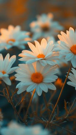 flowers wallpaper, daisies, colorful, background for mobile wallpaper (vertical)