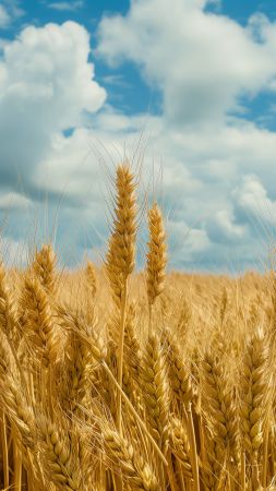 field wallpaper, sky, golden, background for mobile wallpaper (vertical)
