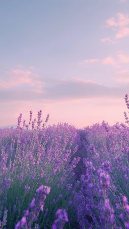 lavender wallpaper, colorful flowers, stunning nature wallpaper, background for mobile wallpaper (vertical)