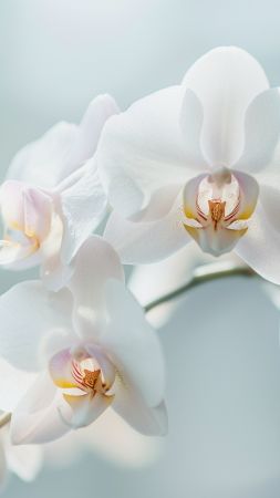 orchid wallpaper, white flowers, bloom, background for mobile wallpaper (vertical)