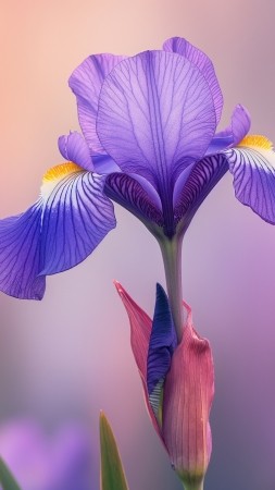Iris wallpaper, purple flowers, high resolution, background for mobile wallpaper (vertical)