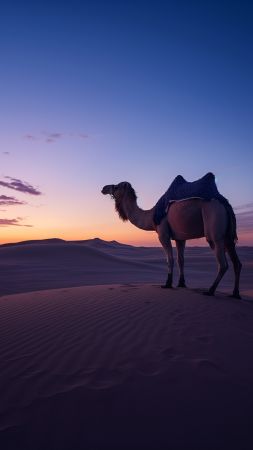 camel wallpaper, dunes, sandy terrain, background for mobile wallpaper (vertical)