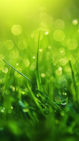 Grass wallpaper, macro, green, background for mobile wallpaper (vertical)