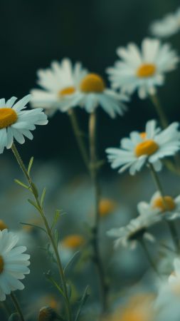 daisies wallpaper, 4k wallpaper, nature, background for mobile wallpaper (vertical)