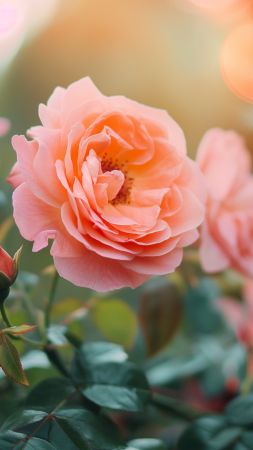 Rose wallpaper, flowers, 8k, background for mobile wallpaper (vertical)