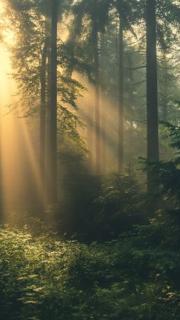 Forest wallpaper, greenery, 5k, background for mobile wallpaper (vertical)