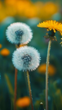 dandelion wallpaper, floral, blossoms, background for mobile wallpaper (vertical)