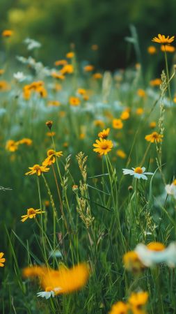 grass wallpaper, meadows, scenic landscape, background for mobile wallpaper (vertical)