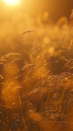 Meadows wallpaper, grass, nature, background for mobile wallpaper (vertical)