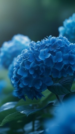Hydrangea wallpaper, meadows, nature, background for mobile wallpaper (vertical)