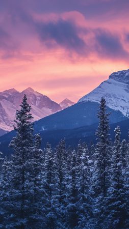 Trees wallpaper, snow, pines, background for mobile wallpaper (vertical)